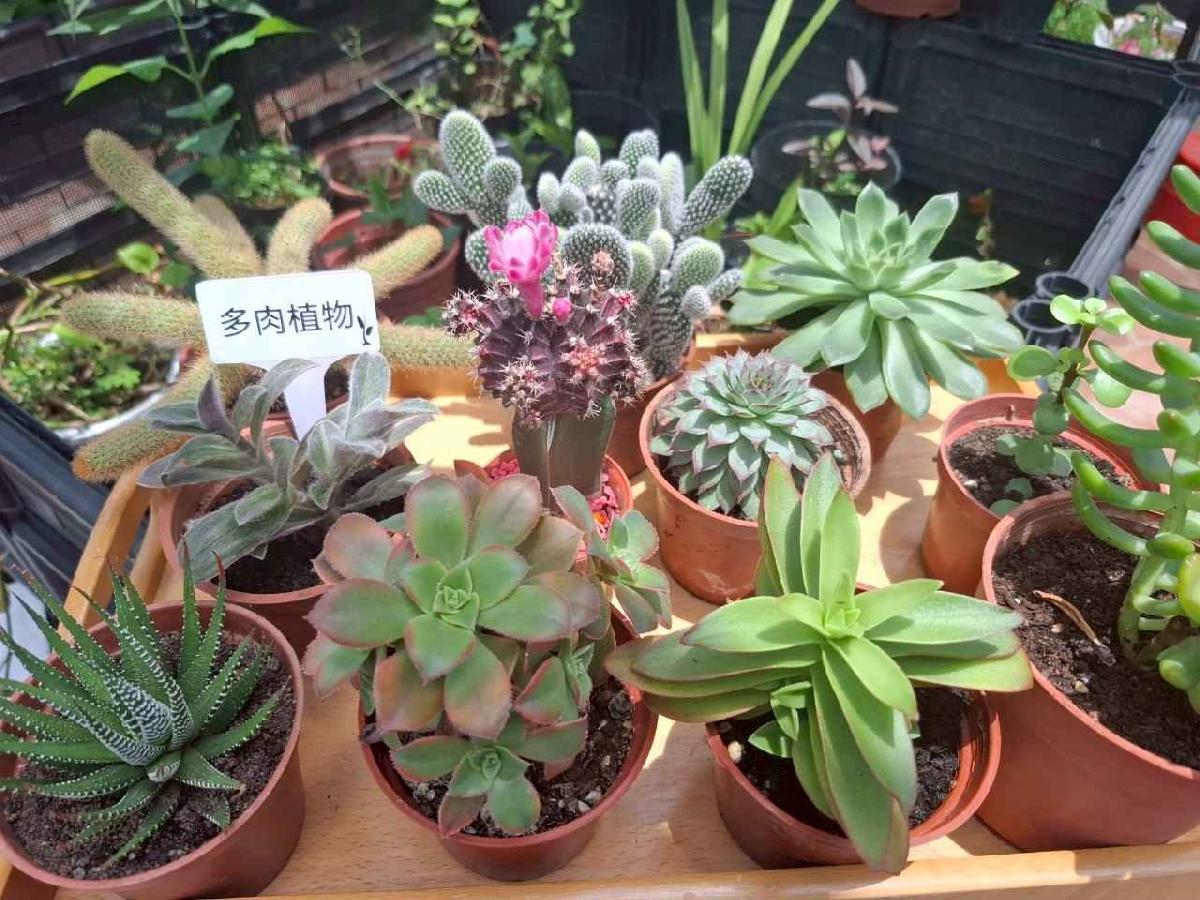 line_album_20250516園遊會佈關待補齊_250523_16